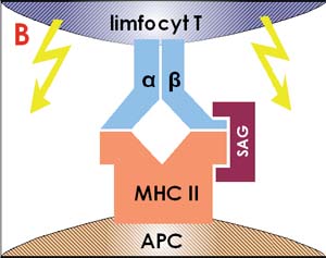 Rozpoznanie superantygenu przez limfocyt T.